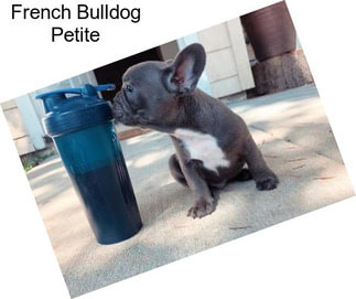 French Bulldog Petite