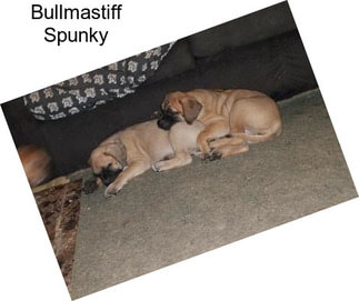 Bullmastiff Spunky