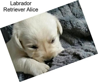 Labrador Retriever Alice