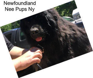 Newfoundland Nee Pups Ny