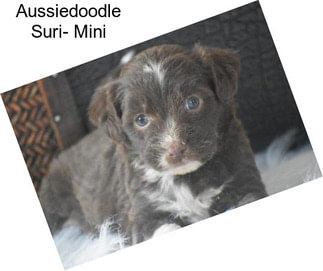 Aussiedoodle Suri- Mini