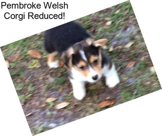 Pembroke Welsh Corgi Reduced!