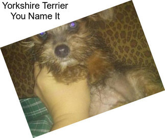 Yorkshire Terrier You Name It