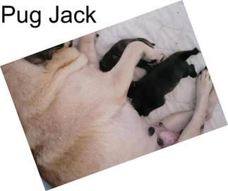 Pug Jack