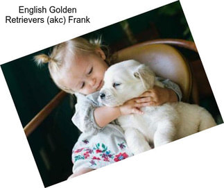 English Golden Retrievers (akc) Frank