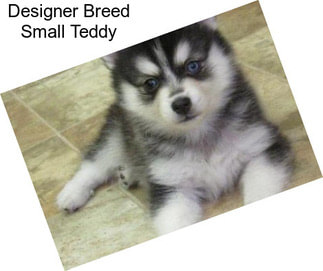 Designer Breed Small Teddy