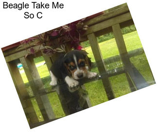 Beagle Take Me So C