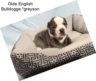 Olde English Bulldogge *greyson