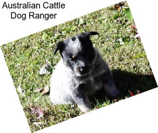 Australian Cattle Dog Ranger