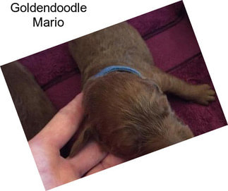Goldendoodle Mario