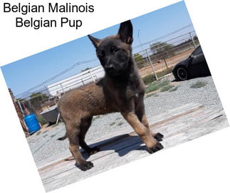 Belgian Malinois Belgian Pup
