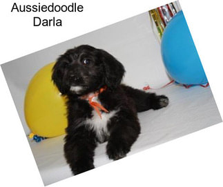 Aussiedoodle Darla