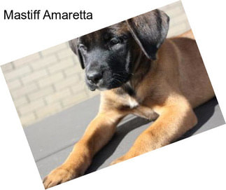 Mastiff Amaretta