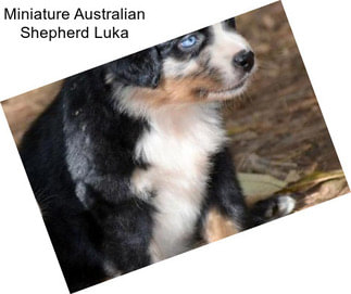 Miniature Australian Shepherd Luka