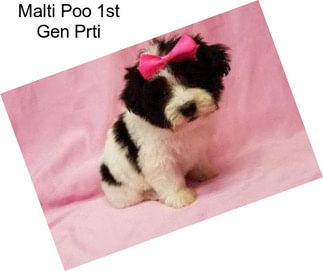 Malti Poo 1st Gen Prti