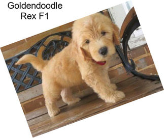 Goldendoodle Rex F1