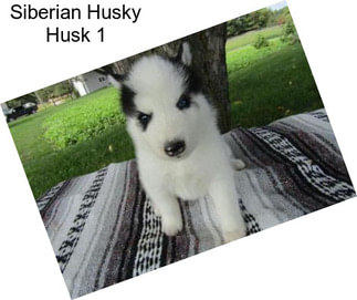 Siberian Husky Husk 1