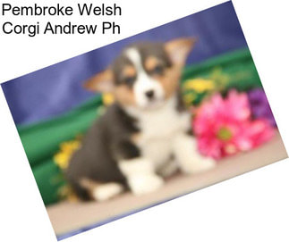 Pembroke Welsh Corgi Andrew Ph