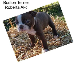 Boston Terrier Roberta Akc