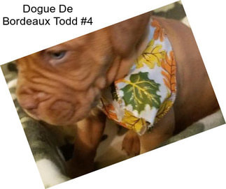 Dogue De Bordeaux Todd #4