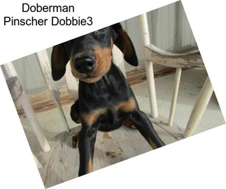 Doberman Pinscher Dobbie3