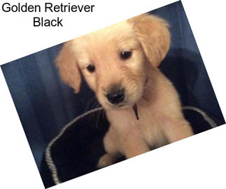 Golden Retriever Black