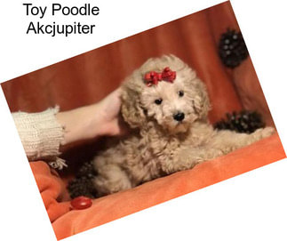 Toy Poodle Akcjupiter