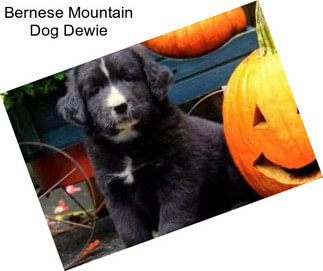 Bernese Mountain Dog Dewie