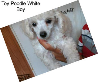 Toy Poodle White Boy