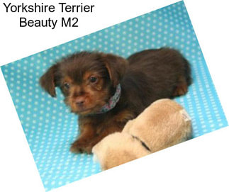 Yorkshire Terrier Beauty M2