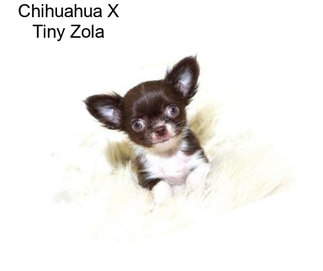 Chihuahua X Tiny Zola