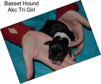 Basset Hound Akc Tri Girl