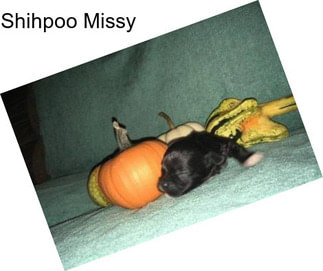 Shihpoo Missy