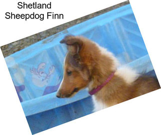 Shetland Sheepdog Finn