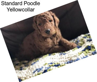 Standard Poodle Yellowcollar