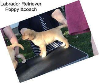 Labrador Retriever Poppy &coach