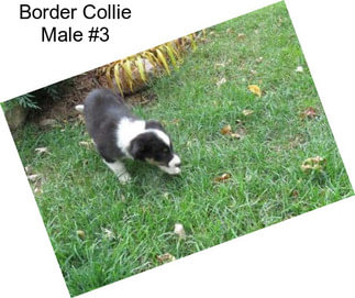 Border Collie Male #3