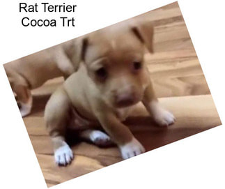 Rat Terrier Cocoa Trt