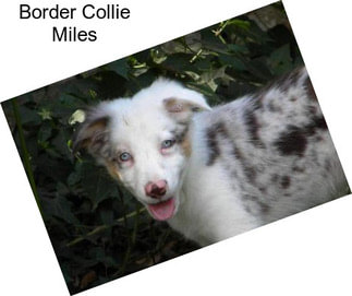 Border Collie Miles