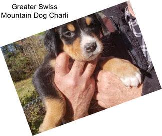 Greater Swiss Mountain Dog Charli