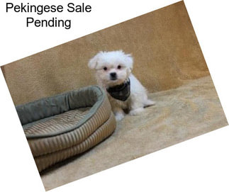 Pekingese Sale Pending