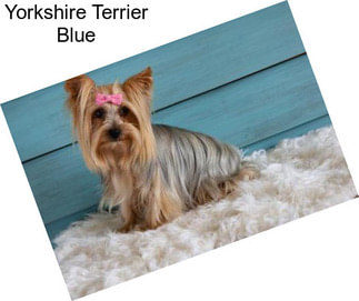 Yorkshire Terrier Blue