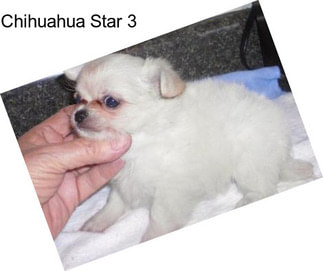 Chihuahua Star 3