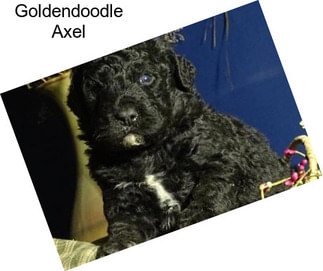 Goldendoodle Axel