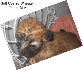 Soft Coated Wheaten Terrier Max