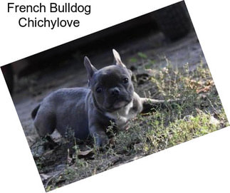 French Bulldog Chichylove