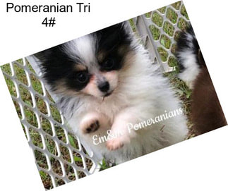 Pomeranian Tri 4#