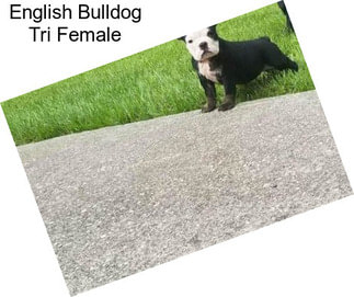 English Bulldog Tri Female