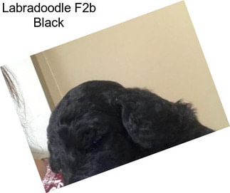 Labradoodle F2b Black