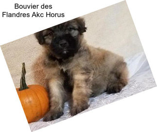 Bouvier des Flandres Akc Horus